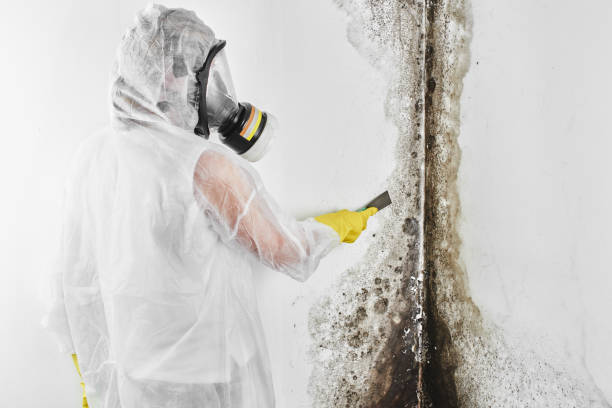 Reliable St James, MO Mold Remediation Solutions